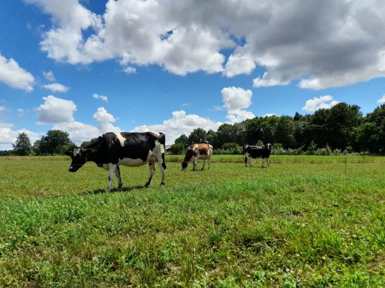 vache-GAEC-Sainte_Catherine-fromagerie-tommes_et_compagnie-la_remaudiere-1