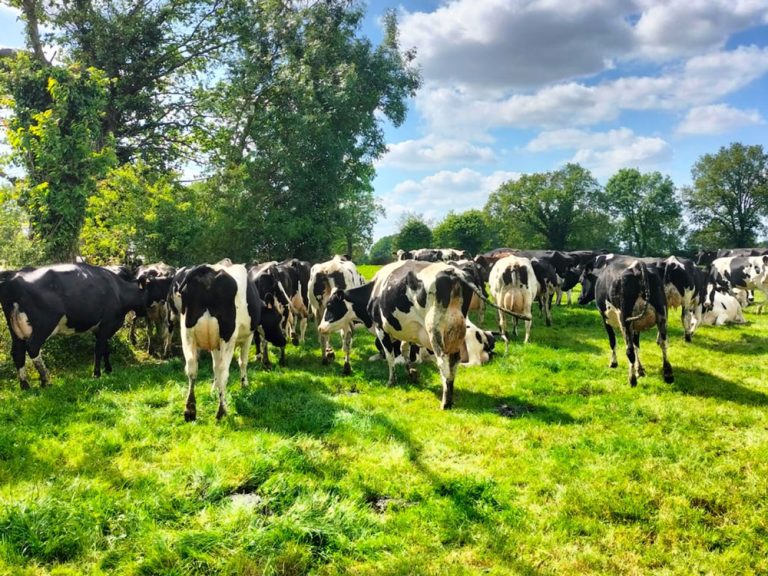 vache-GAEC-Sainte_Catherine-fromagerie-tommes_et_compagnie-la_remaudiere-2