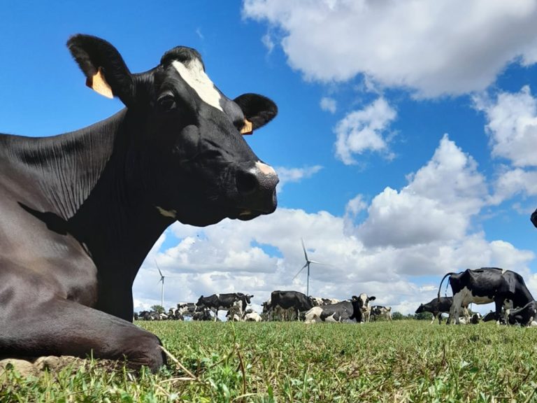 vache-GAEC-Sainte_Catherine-fromagerie-tommes_et_compagnie-la_remaudiere-4