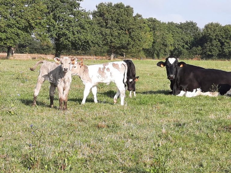 vache-veau-GAEC-Sainte_Catherine-fromagerie-tommes_et_compagnie-la_remaudiere-3