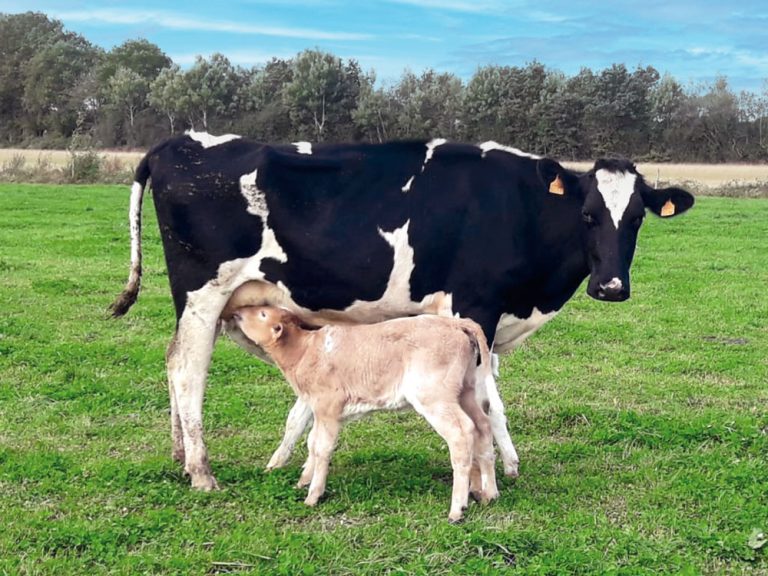 vache-veau-GAEC-Sainte_Catherine-fromagerie-tommes_et_compagnie-la_remaudiere-4